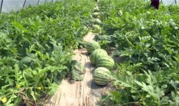 临夏吃瓜爆料最新进展,最新进展揭秘幕后真相”